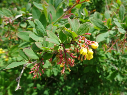 Berberis vulgaris