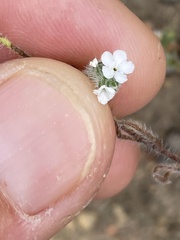 Cryptantha clevelandii
