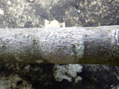 Arthonia cinnabarina