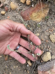 Cryptantha clevelandii