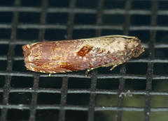 Episimus tyrius