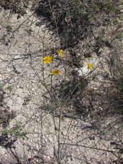 Thelesperma simplicifolium