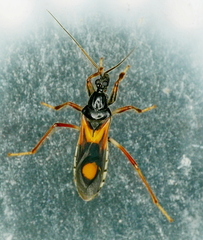 Rasahus biguttatus