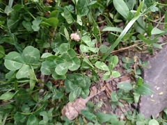 Trifolium repens