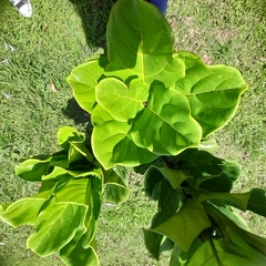 Ficus lyrata