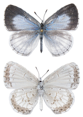 Celastrina asheri