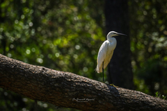 Egretta garzetta