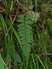 Athyrium anisopterum