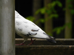 Columba livia domestica