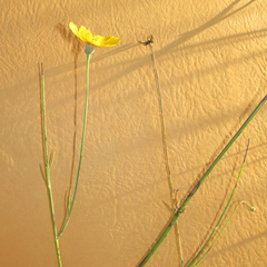 Thelesperma simplicifolium