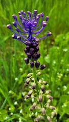 Muscari comosum