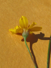 Thelesperma simplicifolium