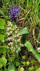 Muscari comosum