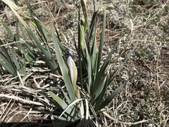 Iris missouriensis