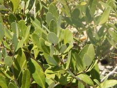 Ambrosia chenopodiifolia