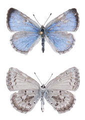 Celastrina asheri