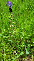 Muscari comosum