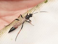 Stenichneumon culpator