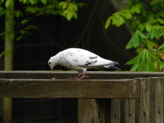 Columba livia domestica