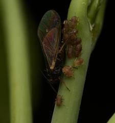 Periphyllus testudinaceus