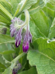 Symphytum