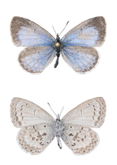 Celastrina asheri