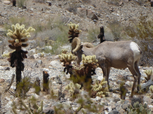iNaturalist observation photo of Desert Bighorn Sheep