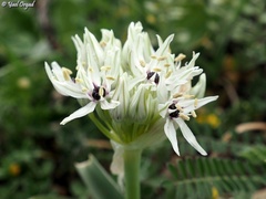 Allium meronense