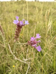 Verbena intermedia