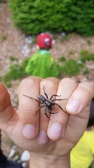 Alopecosa inquilina