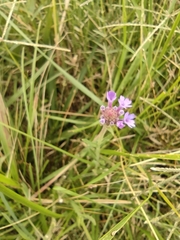 Verbena intermedia