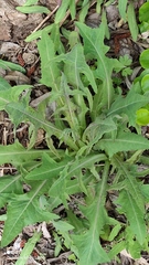 Sonchus palustris