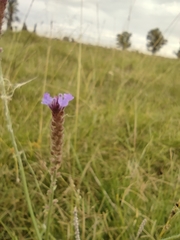 Verbena intermedia