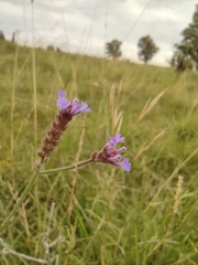 Verbena intermedia