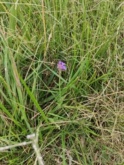 Verbena intermedia