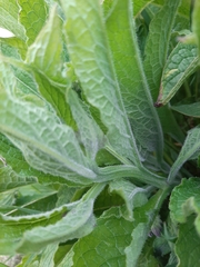 Symphytum