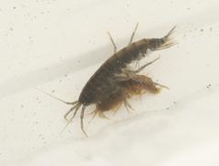 Gammarus pulex