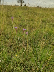 Verbena intermedia