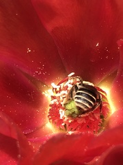 Lasioglossum sisymbrii