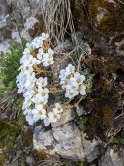 Saxifraga marginata