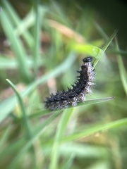 Aglais urticae