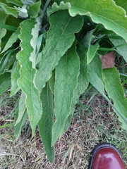 Symphytum