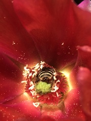 Lasioglossum sisymbrii