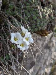 Saxifraga marginata