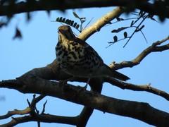 Geokichla guttata