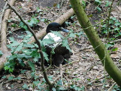 Anas platyrhynchos domesticus