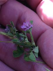Trifolium tomentosum