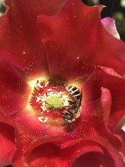 Lasioglossum sisymbrii