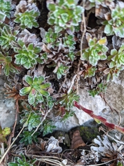 Saxifraga marginata