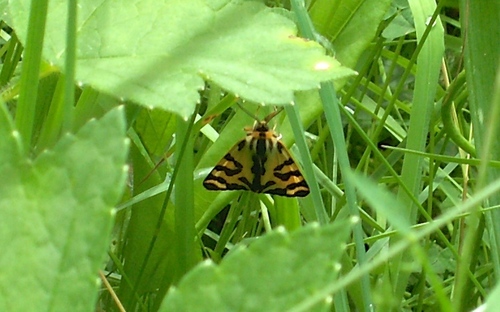 Arctia plantaginis